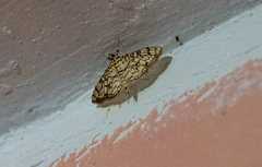Haritalodes derogata