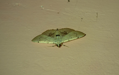 Pyraustinae