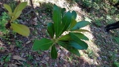 Ternstroemia