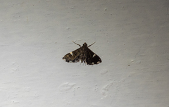 Diathrausta