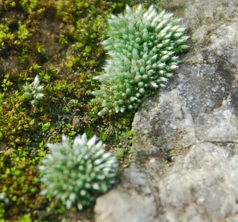 Bryum argenteum image