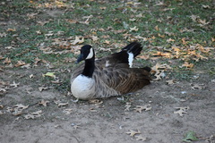 Branta canadensis