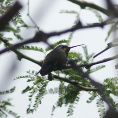 Cynanthus latirostris