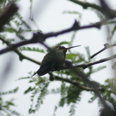 Cynanthus latirostris