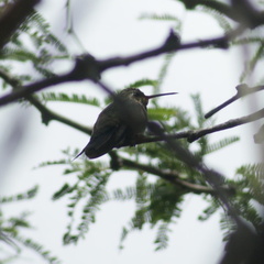 Cynanthus latirostris