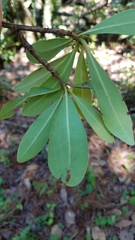 Ternstroemia