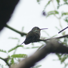 Cynanthus latirostris