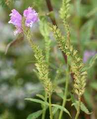 Physostegia virginiana