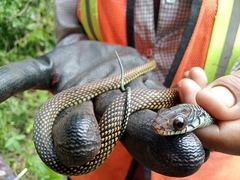 Drymobius margaritiferus