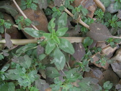 Amaranthus polygonoides