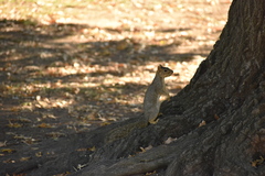 Sciurus niger