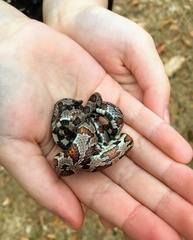Pantherophis guttatus