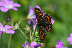 Euphydryas maturna