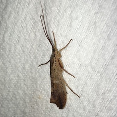 Nemotaulius hostilis