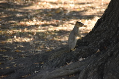 Sciurus niger