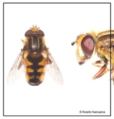 Dolichogyna chilensis