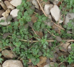Amaranthus polygonoides