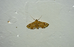 Eoophyla