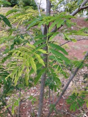 Parapiptadenia rigida