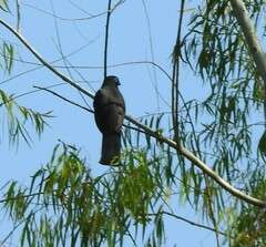 Trogon melanocephalus