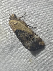 Elaphria chalcedonia