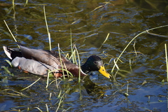 Anas platyrhynchos