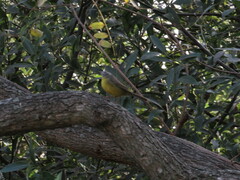 Basileuterus culicivorus
