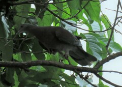Patagioenas cayennensis