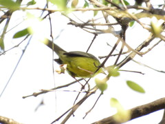 Basileuterus culicivorus