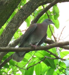 Patagioenas cayennensis
