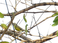 Basileuterus culicivorus