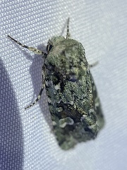 Lacinipolia laudabilis