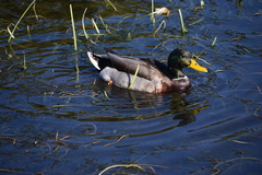 Anas platyrhynchos