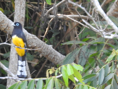 Trogon melanocephalus
