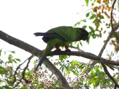 Aratinga nenday