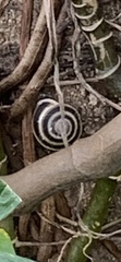 Caracolus marginella