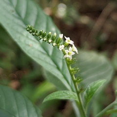 Heliotropium tiaridioides