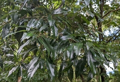 Lithocarpus hancei
