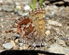 Callophrys niphon