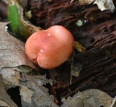 Rhodotus palmatus