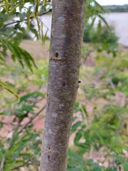 Parapiptadenia rigida