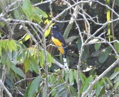 Trogon melanocephalus