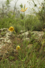 Calochortus