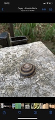 Caracolus marginella