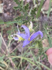 Solanum citrullifolium