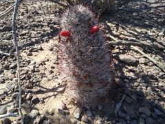 Mammillaria tetrancistra
