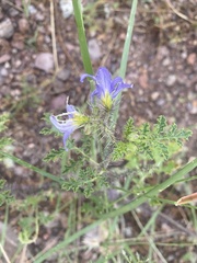 Solanum citrullifolium