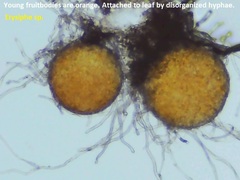 Erysiphe liriodendri