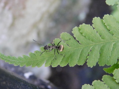Myrmhopla