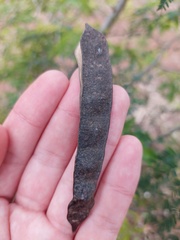 Parapiptadenia rigida